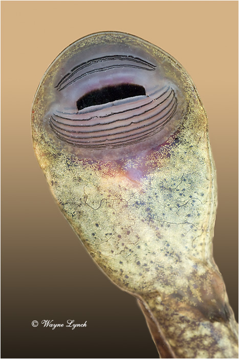 Rocky Mountain Tailed Frog Tadpole 103a by Dr. Wayne Lynch &copy;